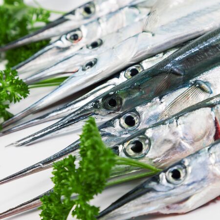 Fresh fish garfish (Belone belone) in leaves of parsleyの写真素材