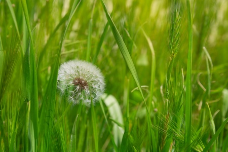 Fluffy dandelion in the green grassの写真素材