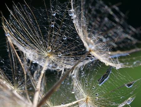 Background of dandelion seeds with water drops close-upの写真素材