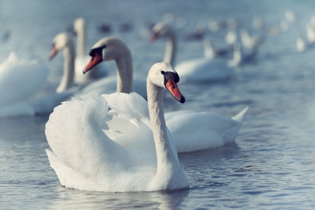 Beautiful white swans floating on the water の写真素材