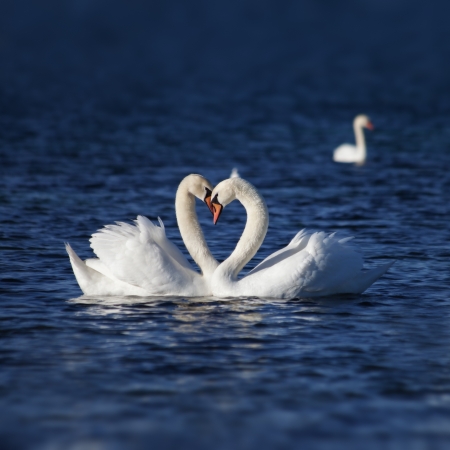 Swan Love. Two swans on a background of waterの写真素材