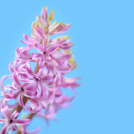 Pink hyacinth flowers on a blue background 