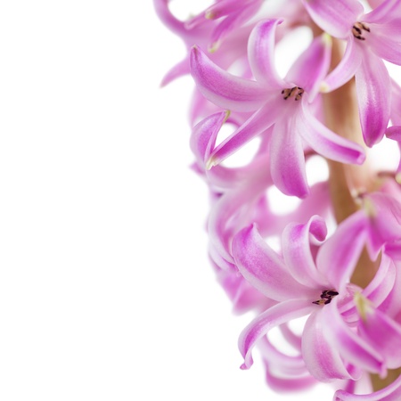 Pink hyacinth isolated on white backgroundの写真素材