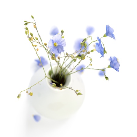 Flax flowers in a vase isolated on white backgroundの写真素材