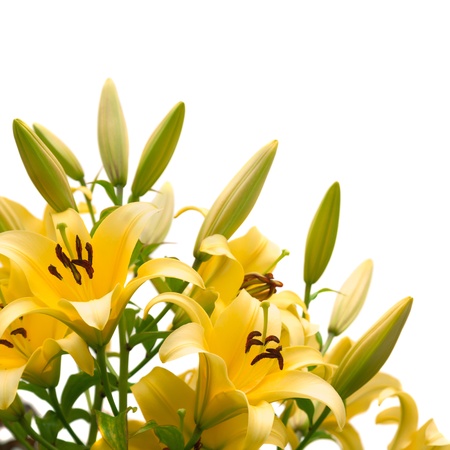 Yellow lily isolated on white backgroundの写真素材