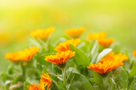 Marigold flowers in the meadow in the sunlight の写真素材