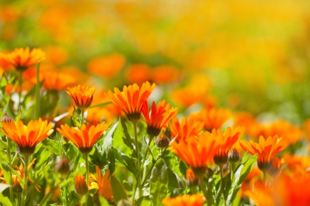 Marigold flowers in the meadow in the sunlight の写真素材