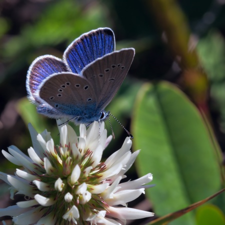 Small butterfly on a white flowerの写真素材