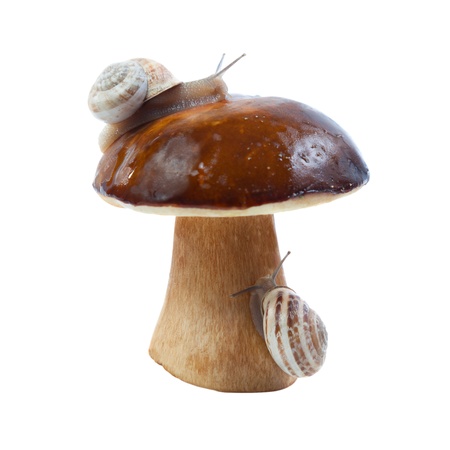 White fungus and snails. Isolated on white backgroundの写真素材