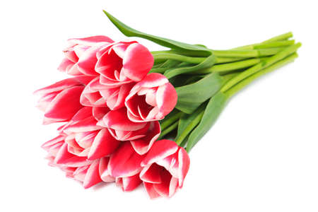 Red tulips isolated on white background の写真素材