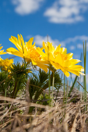 Yellow flowers of Adonis (Adonis vernalis)の写真素材