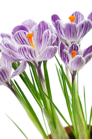 Crocus flowers isolated on white backgroundの写真素材
