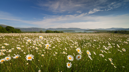 Chamomile field under blue sky with cloudsの写真素材