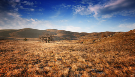 Lonely tree in a field under a blue sky with cloudsの写真素材