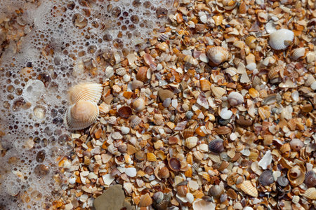Seashells on the sand washed the sea wave