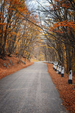 Autumn landscape. Road in the autumn forestの写真素材