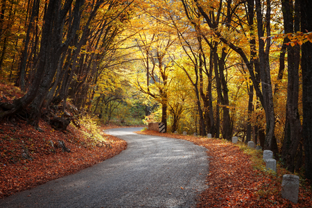 Autumn landscape. Road in the autumn forestの写真素材