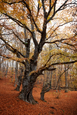 Autumn landscape. Trees with red leaves in autumn forestの写真素材