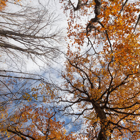 Tall trees with autumn leaves stretch into the skyの写真素材