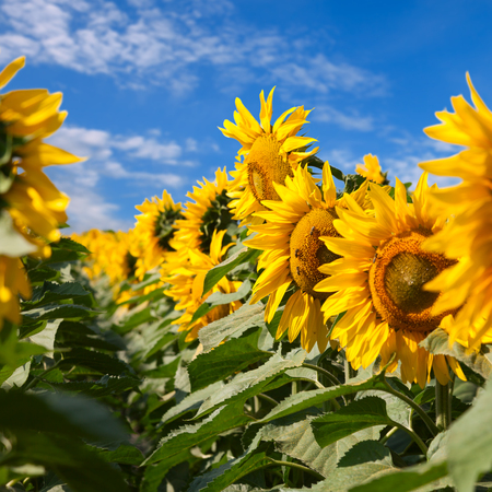 Sunflowers field under blue sky with cloudsの写真素材