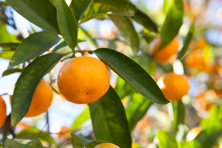 Ripe tangerines in the green foliageの写真素材