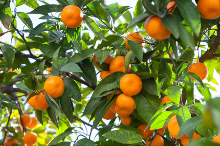 Ripe tangerines in the green foliageの写真素材