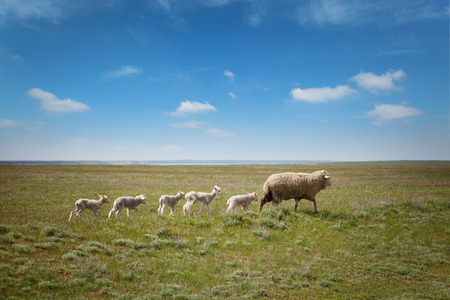 Sheep with lambs on the field under blue skyの写真素材
