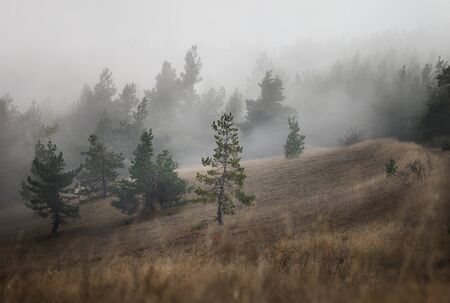 Pine Forest in the fogの写真素材