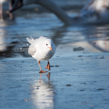 Seagull cautiously goes on the iceの写真素材