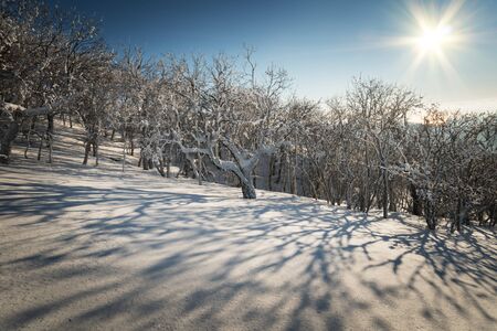 Winter forest against the blue sky with the sunの写真素材
