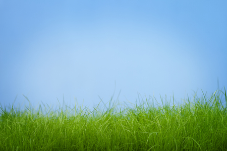 Stems young green grass on a blue backgroundの写真素材