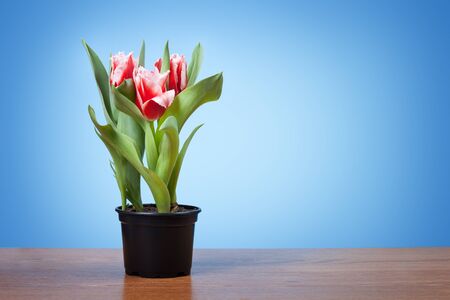 Pot with tulips on a blue backgroundの写真素材