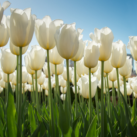 Lovely white tulips in green foliageの写真素材