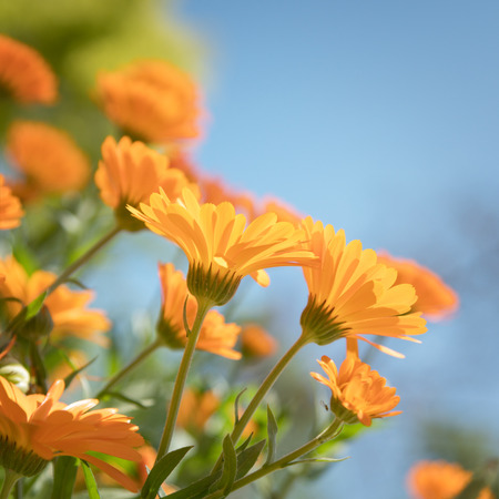 Delicate orange Marigold flowers on a background of blue sky. Shallow depth of field. Soft focusの写真素材