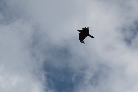 Silhouette of a black raven against the sky with clouds