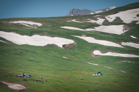 High mountain pasture with green grass and glaciersの写真素材
