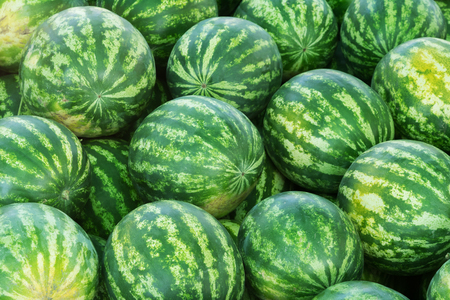 Ripe watermelons with a green striped rind after harvestの写真素材
