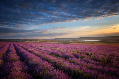 Landscape. A large lavender field at sunsetの写真素材