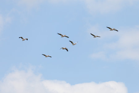 Flock of pelicans in flight against the blue sky