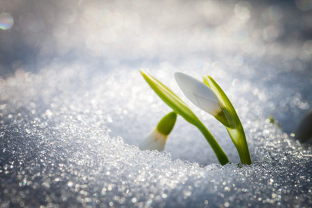 The first snowdrops sprouted through the snowの写真素材
