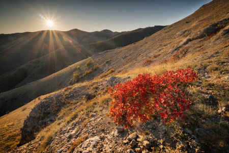 Shrub with red leaves on a mountain slope in the rays of the sunの写真素材