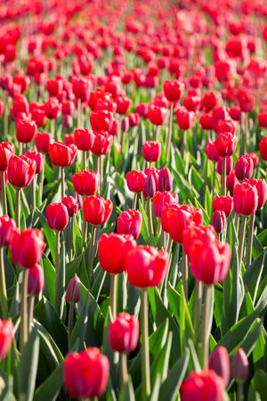 Background of beautiful, blooming red tulipsの写真素材