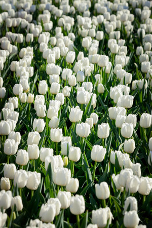Background of beautiful, blooming white tulipsの写真素材