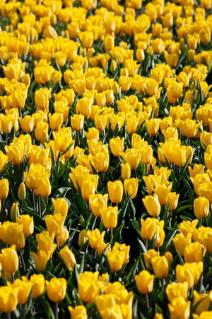 Background of beautiful, blooming yellow tulipsの写真素材
