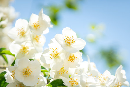 Beautiful white jasmine flowers on a blue backgroundの写真素材