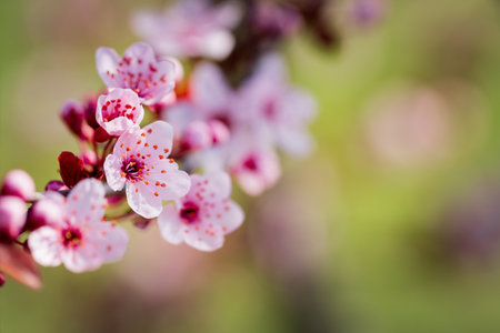 Beautiful branch of blossoming Japanese cherry treeの写真素材