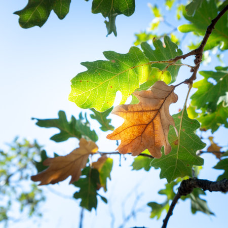 Autumn oak leaves on a background of blue sky, close-upの写真素材
