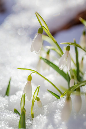 The first snowdrops on snowの写真素材