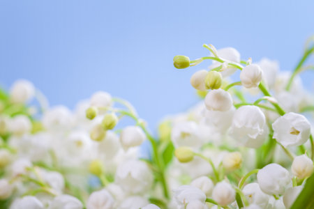 Flower lily of the valley on a blue backgroundの写真素材