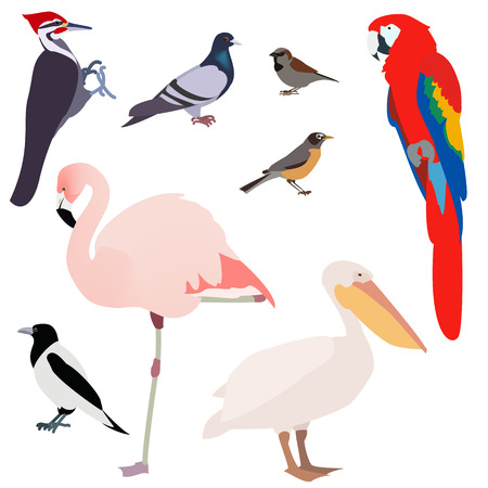 poultry, many different species of birds on a white background , vectorのイラスト素材